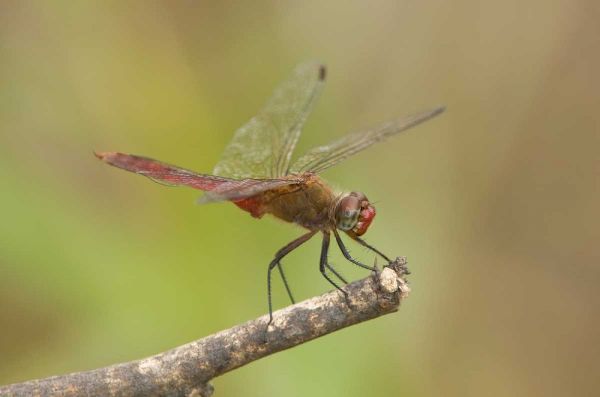 TX, Bentsen Male red-tailed pennant dragonfly